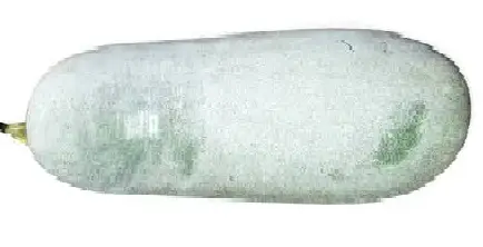 Bí xanh