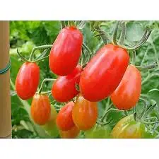 Cà chua cherry